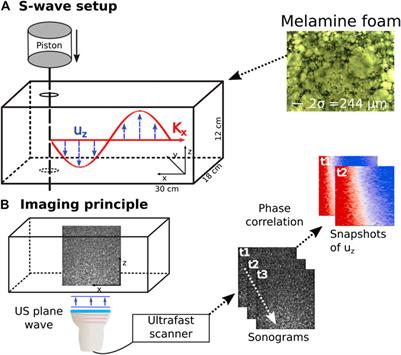 Fluids Alter Elasticity Measurements: Porous Wave Propagation Accounts for Shear Wave Dispersion in Elastography